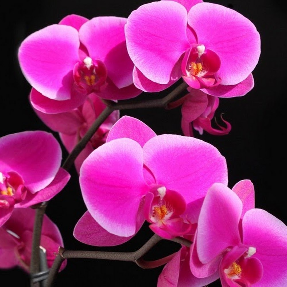 Meet your Posher, Alexandriah